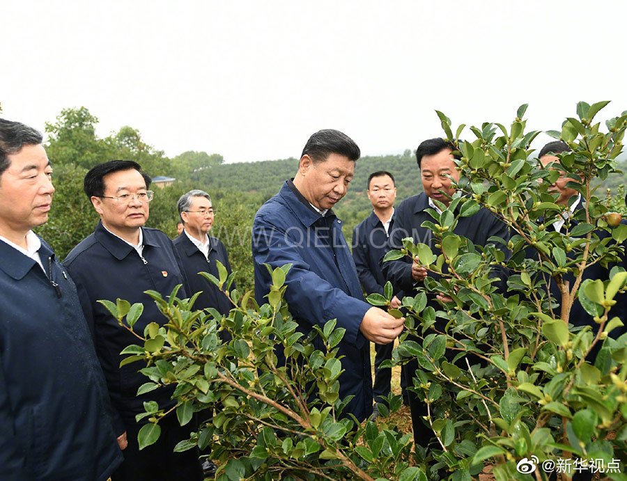 光山油茶籽榨油設(shè)備，山茶籽油榨油機(jī)廠家(圖1)